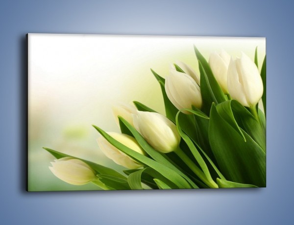 Obraz na płótnie – Białe tulipany na zgodę – jednoczęściowy prostokątny poziomy K400
