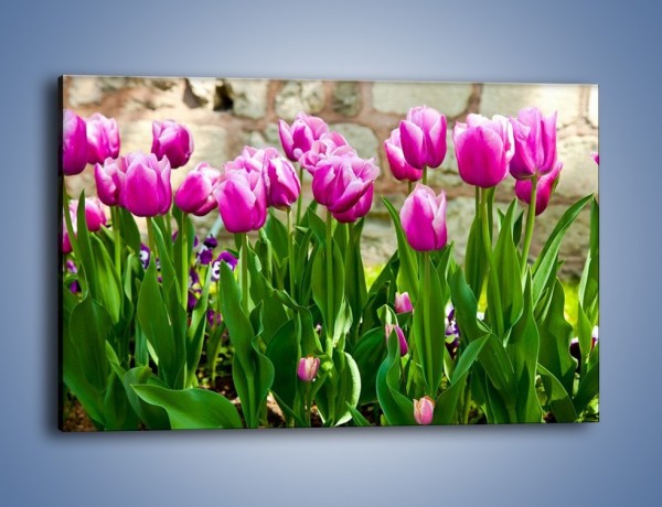 Obraz na płótnie – Tulipany w domowym ogródku – jednoczęściowy prostokątny poziomy K409