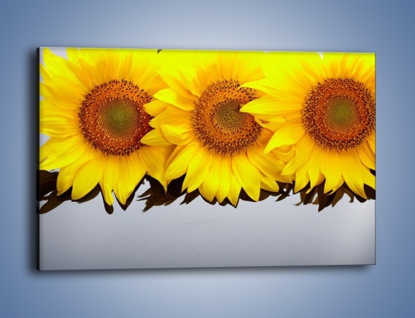 Obraz na płótnie – Najpiękniejsza odsłona słoneczników – jednoczęściowy prostokątny poziomy K416