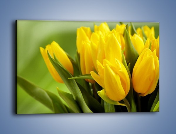 Obraz na płótnie – Słońce schowane w tulipanach – jednoczęściowy prostokątny poziomy K424