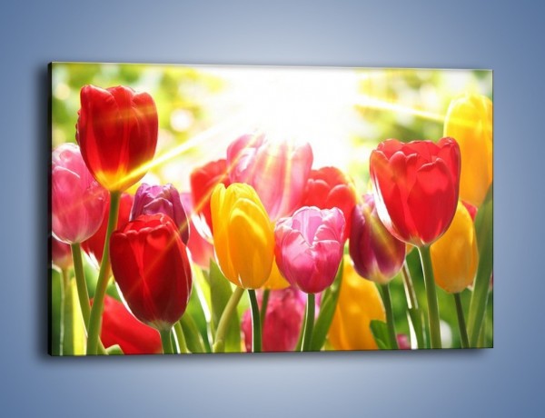 Obraz na płótnie – Bajecznie słoneczne tulipany – jednoczęściowy prostokątny poziomy K428