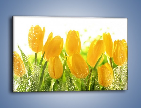 Obraz na płótnie – Skąpane w rosie tulipany – jednoczęściowy prostokątny poziomy K429