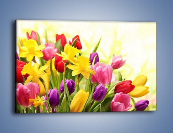 Obraz na płótnie – Żonkile wśród tulipanów – jednoczęściowy prostokątny poziomy K430
