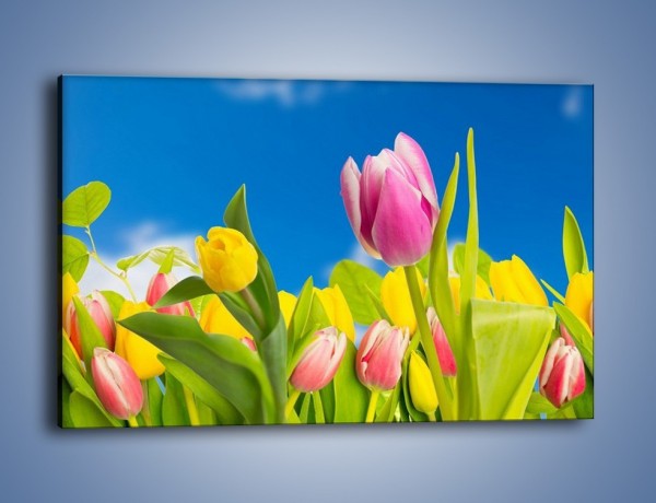Obraz na płótnie – Kolorowe tulipany w bajkowej oprawie – jednoczęściowy prostokątny poziomy K431