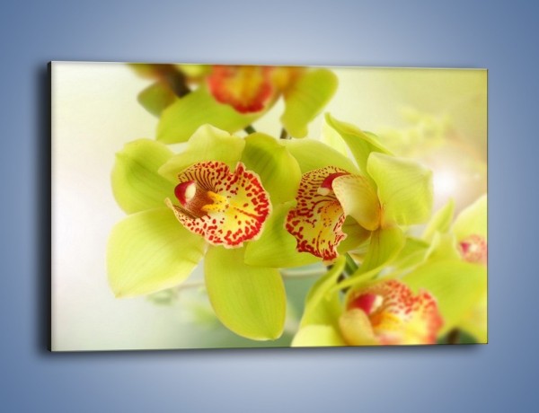 Obraz na płótnie – Limonkowy kwiat – jednoczęściowy prostokątny poziomy K447