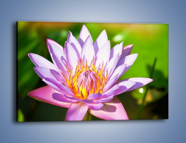 Obraz na płótnie – Wesoły kwiat w słońcu – jednoczęściowy prostokątny poziomy K455