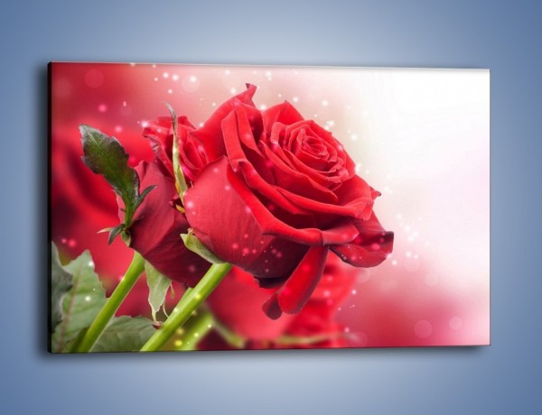 Obraz na płótnie – Róża nie całkiem mokra – jednoczęściowy prostokątny poziomy K500