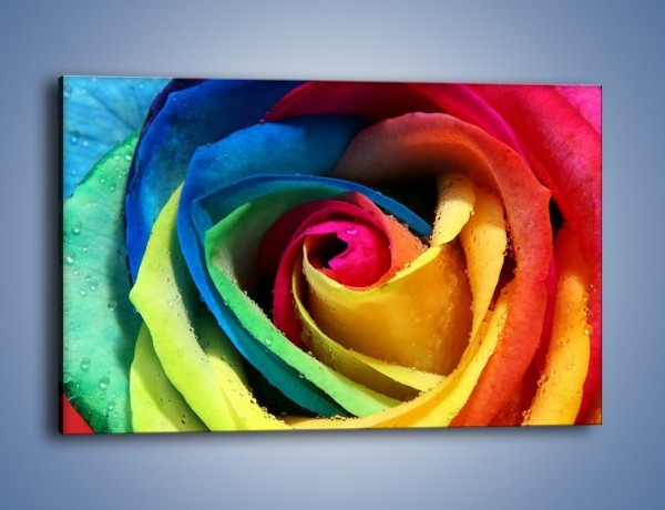 Obraz na płótnie – Kolory tęczy w róży – jednoczęściowy prostokątny poziomy K503