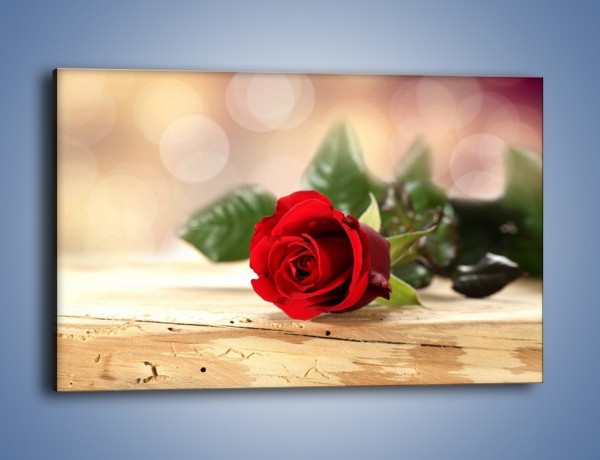 Obraz na płótnie – Stęskniona róża – jednoczęściowy prostokątny poziomy K505