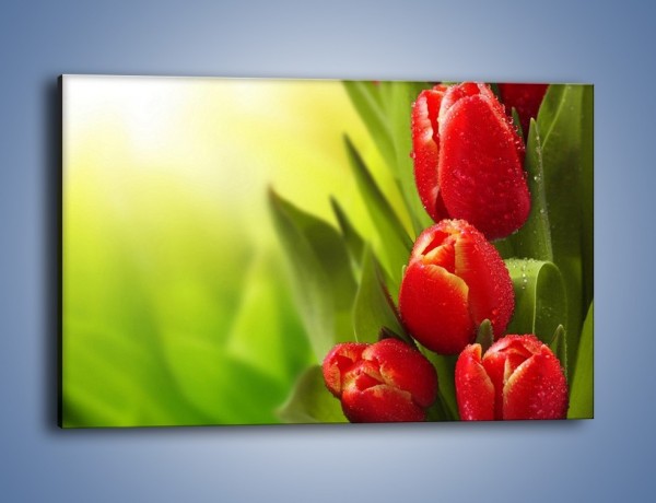 Obraz na płótnie – Liście tulipanów – jednoczęściowy prostokątny poziomy K546