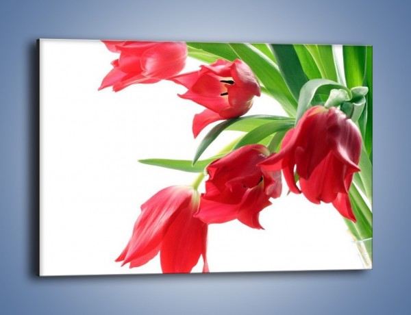 Obraz na płótnie – Dawno temu z tulipanem – jednoczęściowy prostokątny poziomy K547