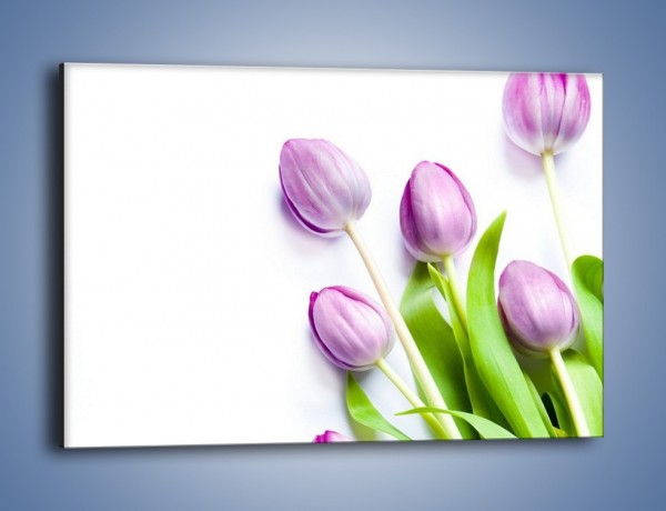 Obraz na płótnie – Fioletowe piękno z tulipanem – jednoczęściowy prostokątny poziomy K548