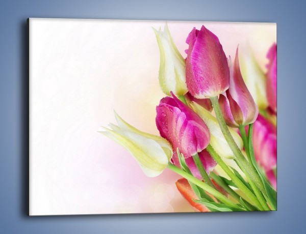 Obraz na płótnie – Kolorowa moc tulipanowa – jednoczęściowy prostokątny poziomy K549