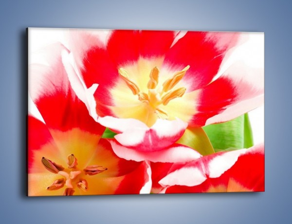 Obraz na płótnie – Kwiatki z bajki – jednoczęściowy prostokątny poziomy K550