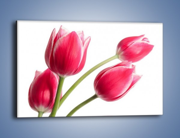 Obraz na płótnie – Pięć razy tulipany – jednoczęściowy prostokątny poziomy K551