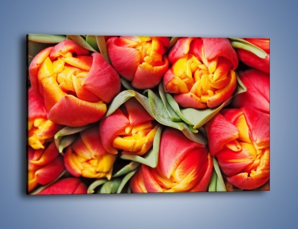 Obraz na płótnie – Tulipany papuzie – jednoczęściowy prostokątny poziomy K573