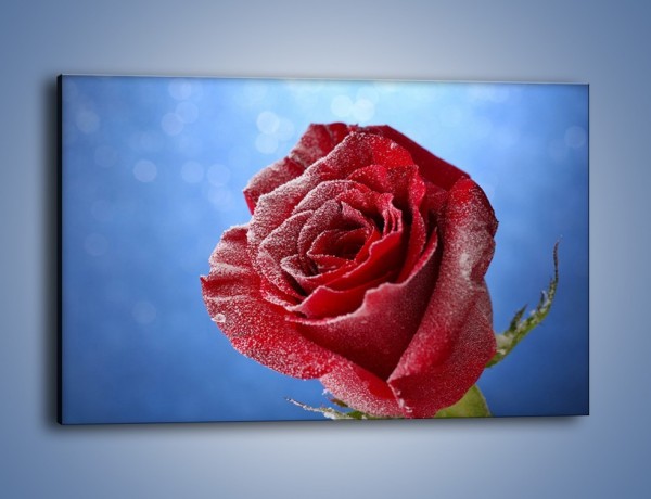 Obraz na płótnie – Róża w chłodne dni – jednoczęściowy prostokątny poziomy K597