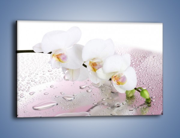 Obraz na płótnie – Czysta biel kwiata po deszczu – jednoczęściowy prostokątny poziomy K618