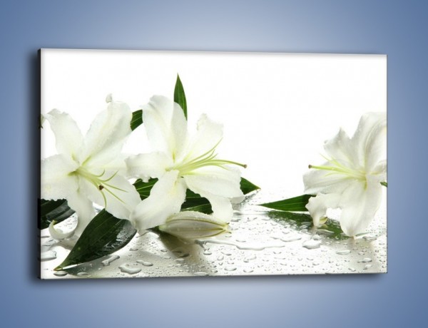 Obraz na płótnie – Czysta biel kwiatów – jednoczęściowy prostokątny poziomy K633