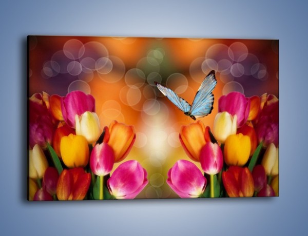 Obraz na płótnie – Motyl wśród tulipanów – jednoczęściowy prostokątny poziomy K635