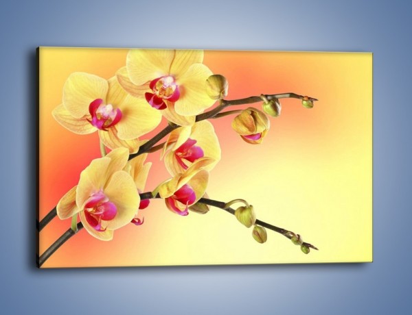 Obraz na płótnie – Kwiat w kolorze grejfruta – jednoczęściowy prostokątny poziomy K649