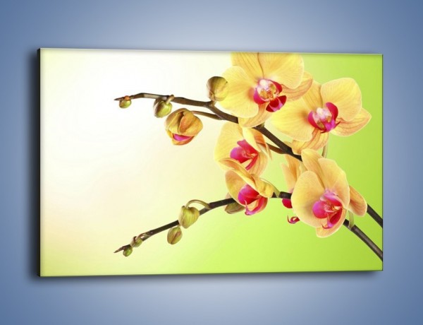 Obraz na płótnie – Kwiat na limonkowym tle – jednoczęściowy prostokątny poziomy K650
