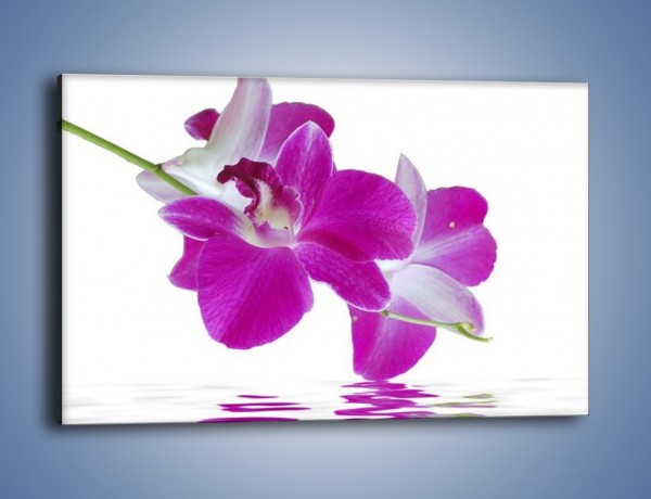 Obraz na płótnie – Rozwinięty kwiat w wodnym odbiciu – jednoczęściowy prostokątny poziomy K673