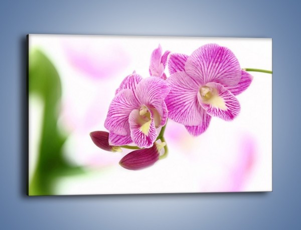 Obraz na płótnie – Kwiat pełen pasji – jednoczęściowy prostokątny poziomy K689