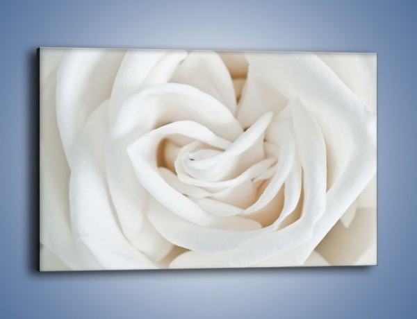 Obraz na płótnie – Biel róży za dnia – jednoczęściowy prostokątny poziomy K709