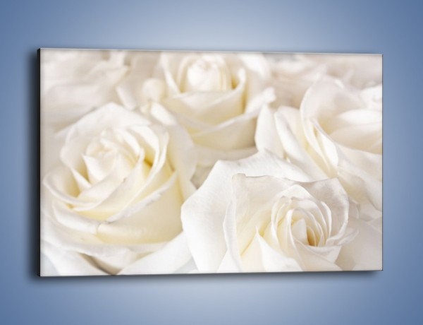 Obraz na płótnie – Dywan z białych róż – jednoczęściowy prostokątny poziomy K711