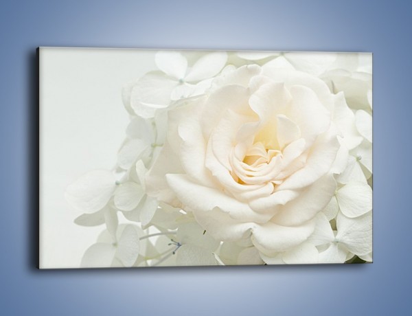 Obraz na płótnie – Czysta biel kwiatów – jednoczęściowy prostokątny poziomy K712