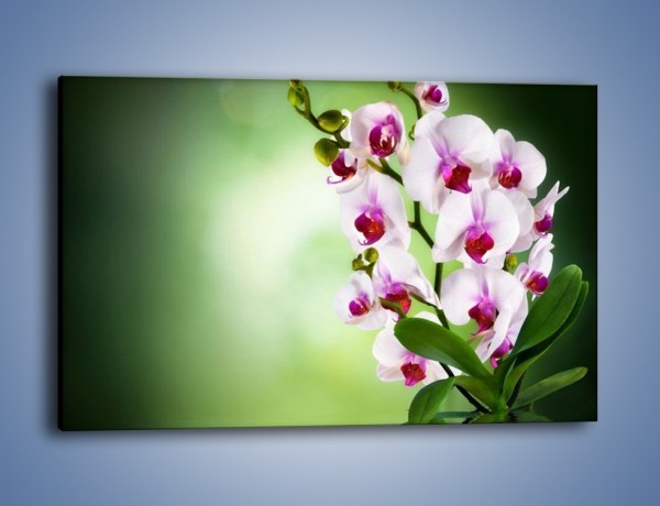 Obraz na płótnie – Kwiaty o zmierzchu – jednoczęściowy prostokątny poziomy K726