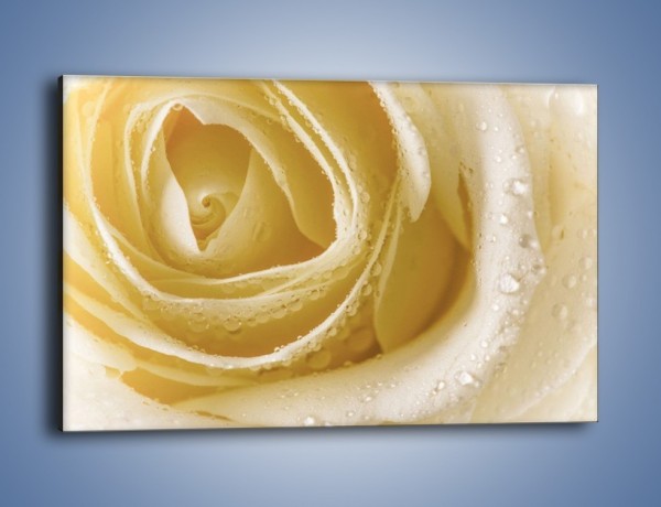 Obraz na płótnie – Róża niczym beza – jednoczęściowy prostokątny poziomy K737