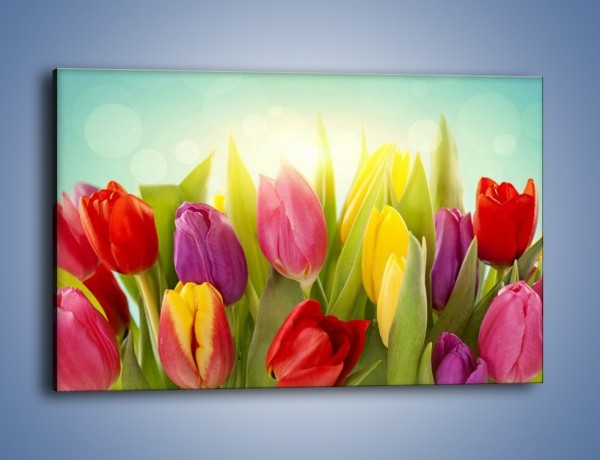 Obraz na płótnie – Tulipany w pierwszym rzędzie – jednoczęściowy prostokątny poziomy K760