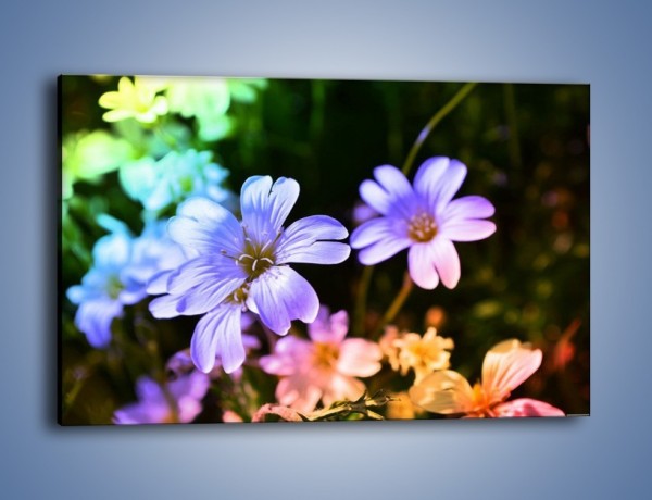 Obraz na płótnie – Niebieskie główki kwiatuszków – jednoczęściowy prostokątny poziomy K769