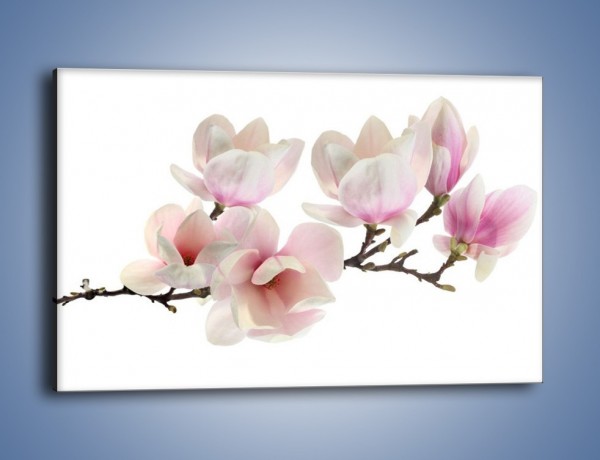 Obraz na płótnie – Zerwana gałązka magnolii – jednoczęściowy prostokątny poziomy K780