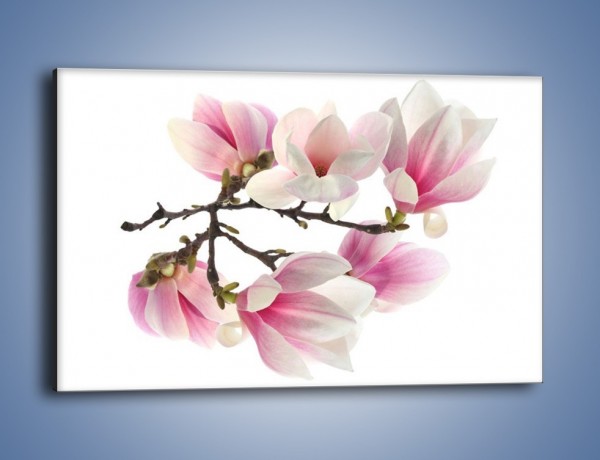 Obraz na płótnie – Wirujące kwiaty magnolii – jednoczęściowy prostokątny poziomy K781