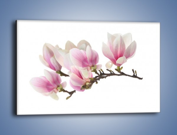 Obraz na płótnie – Rzut na gałąź magnolii – jednoczęściowy prostokątny poziomy K782