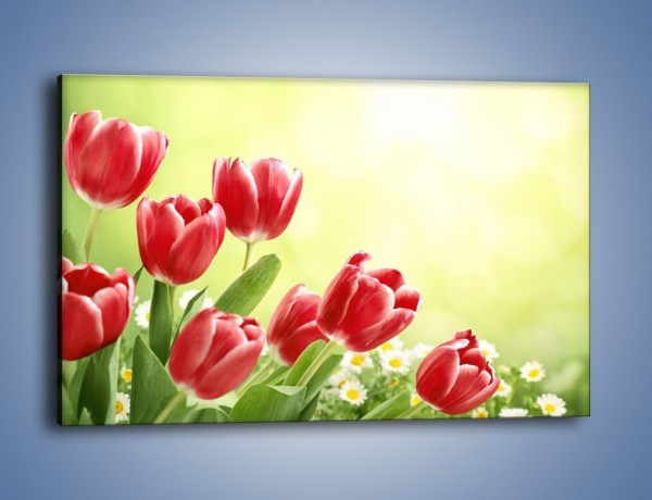 Obraz na płótnie – Polne tulipany i stokrotki – jednoczęściowy prostokątny poziomy K789