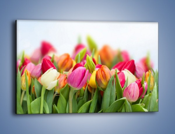 Obraz na płótnie – Ogrzane w słońcu tulipany – jednoczęściowy prostokątny poziomy K792