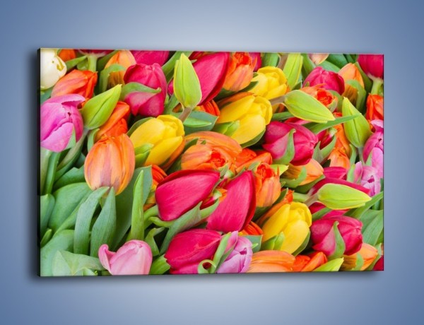 Obraz na płótnie – Ścięte pole tulipanów – jednoczęściowy prostokątny poziomy K803