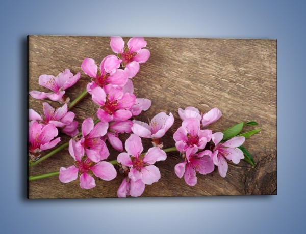 Obraz na płótnie – Kwiat wiśni z bliska – jednoczęściowy prostokątny poziomy K806