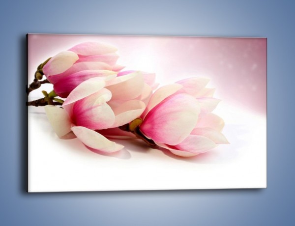 Obraz na płótnie – Gałąź magnolii na obłoku – jednoczęściowy prostokątny poziomy K817