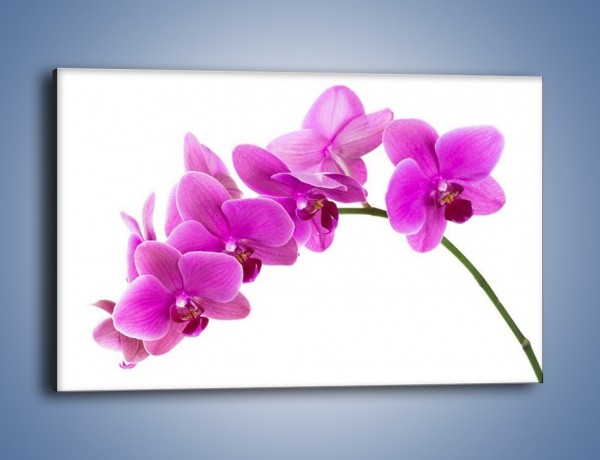 Obraz na płótnie – Kwiaty w lewą stronę – jednoczęściowy prostokątny poziomy K853