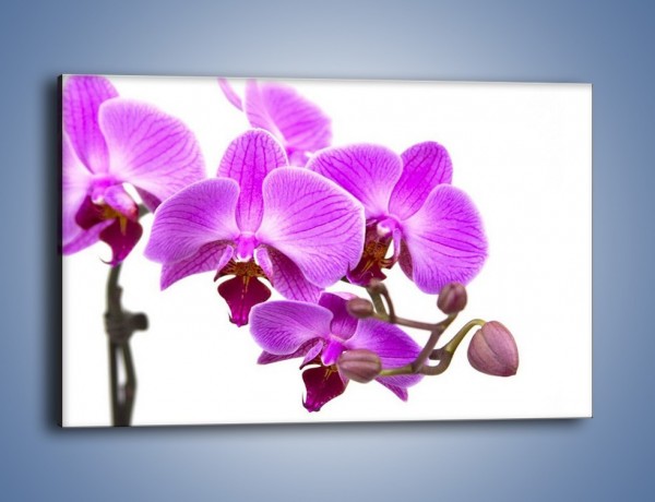Obraz na płótnie – Samotne kwiaty bez dodatków – jednoczęściowy prostokątny poziomy K870