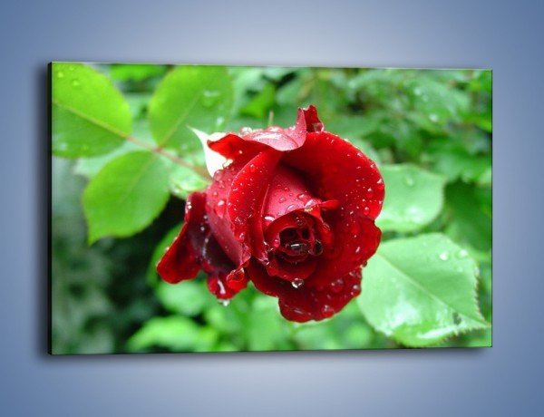 Obraz na płótnie – Zdrowa róża w ogrodzie – jednoczęściowy prostokątny poziomy K875