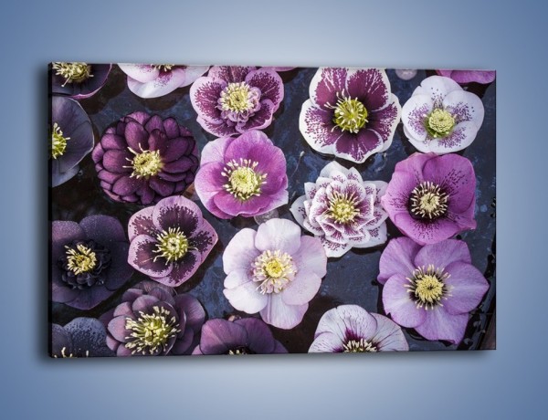 Obraz na płótnie – Wszystkie odcienie fioletu w kwiatach – jednoczęściowy prostokątny poziomy K876