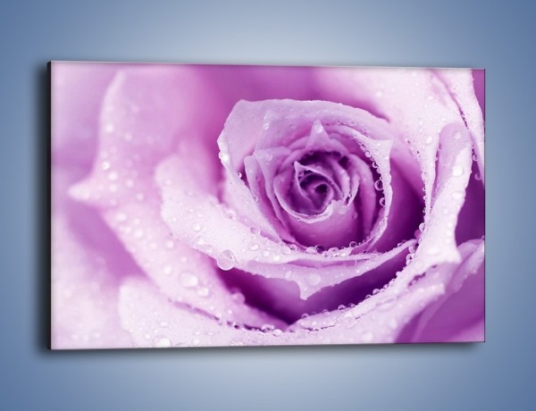 Obraz na płótnie – Jasny fiolet w róży – jednoczęściowy prostokątny poziomy K894