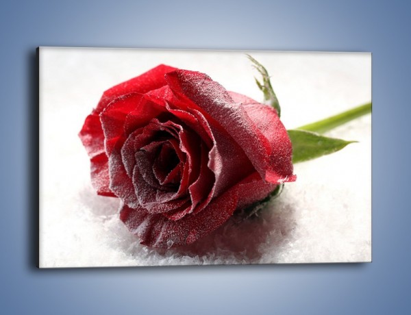 Obraz na płótnie – Zimne podłoże i czerwona róża – jednoczęściowy prostokątny poziomy K933