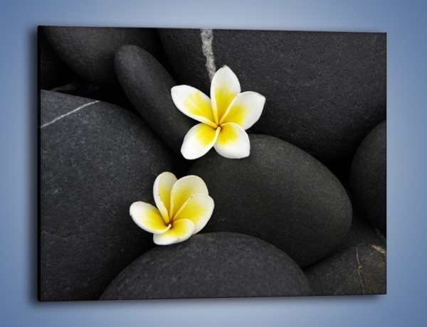 Obraz na płótnie – Kwiaty wrzucone w kamienne szczeliny – jednoczęściowy prostokątny poziomy K934